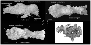Cast taken from the braincase of an Amurosaurus skull, Lauters et al., 2013