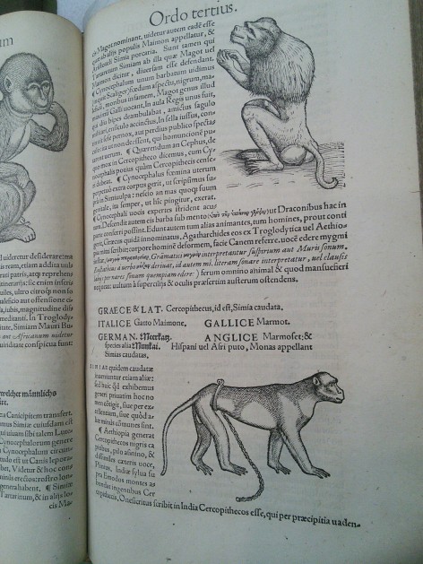 Page from Gesner, showing three primates