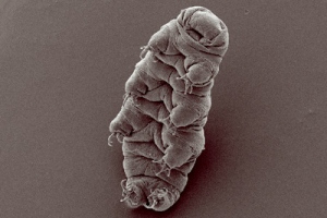 Tardigrade  Hypsibius dujardini under a scanning electron microscope, by Bob Goldstein and Vicky Madden (CC)