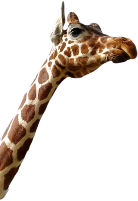 giraffe-neck-e1464213464617